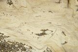 Devonian Petrified Wood From Oklahoma - Oldest True Wood #283950-1